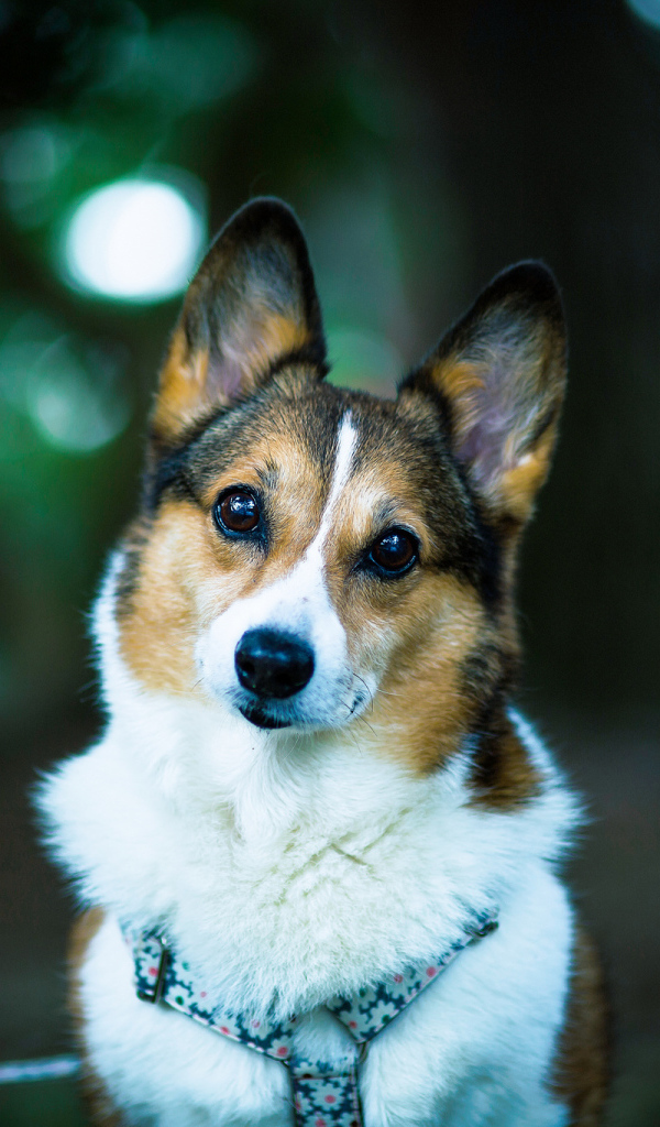 Милая собачка вельш-корги