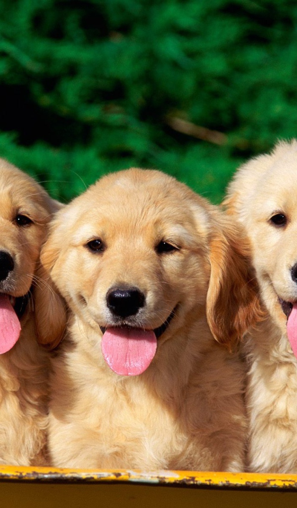 Милые собаки