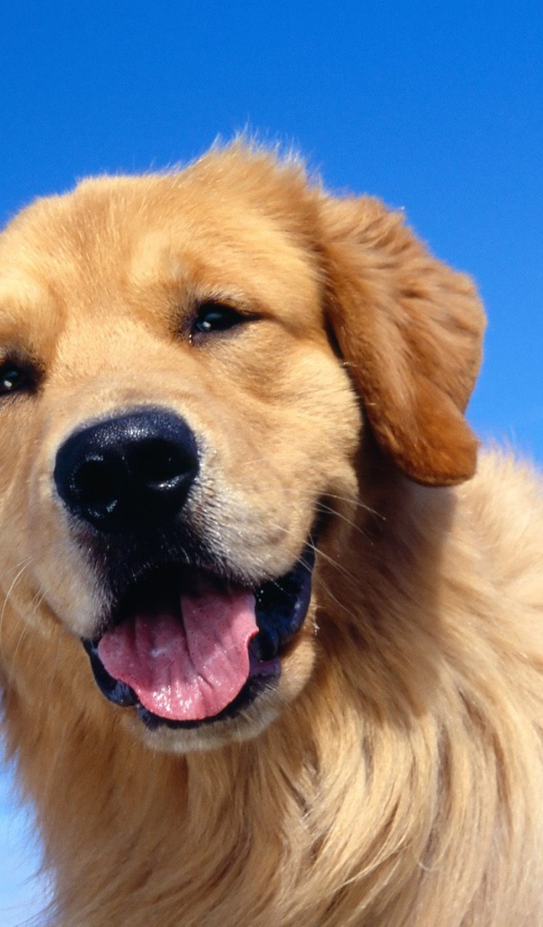 Милый золотой ретривер