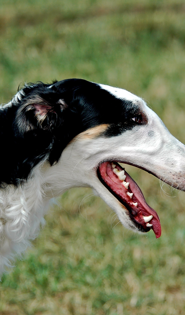 Милая борзая собака