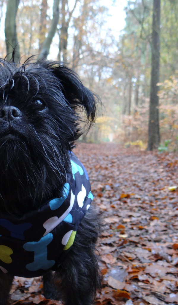 Симпатичный комбинезон аффенпинчера