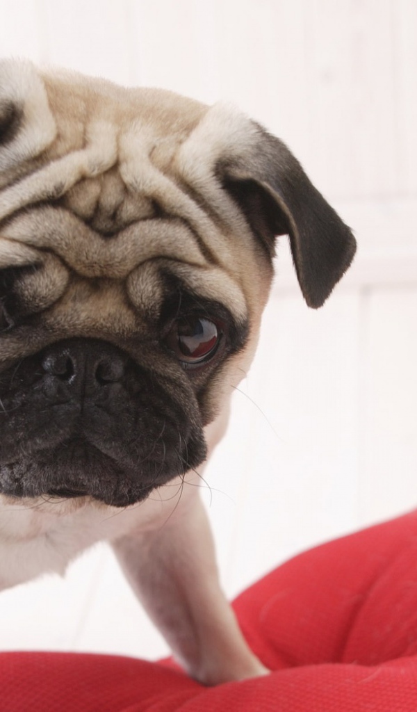 Милый любимый пес