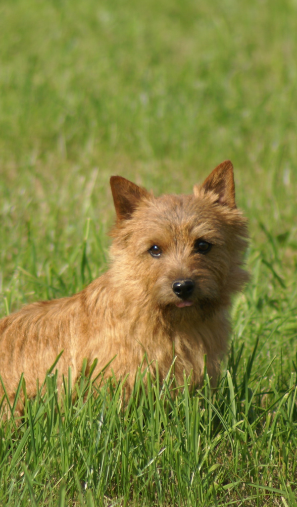 Милый норфолк терьер в траве
