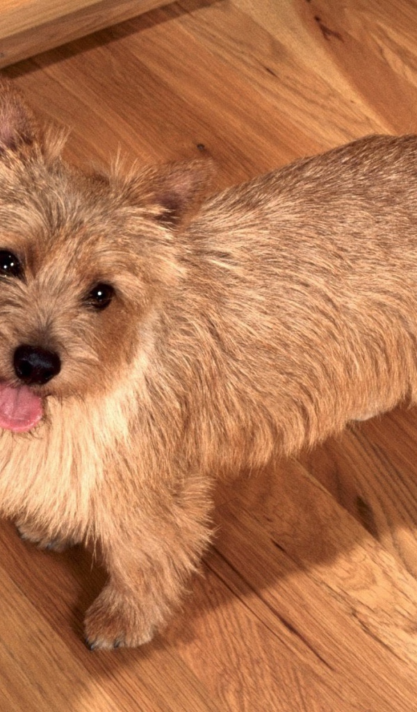 Милый норфолк терьер на полу