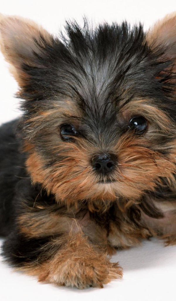 Милый щенок йоркширского терьера