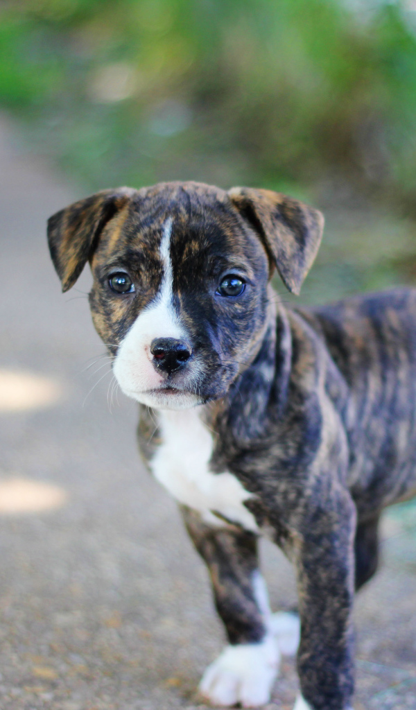 Милый щенок питбуля