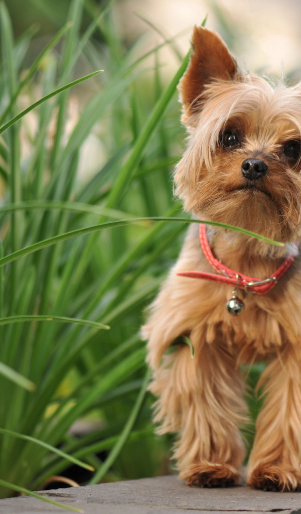 Милый лохматый песик