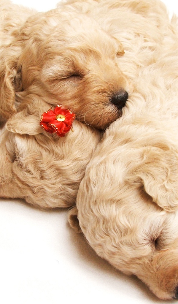 Спящие щенки