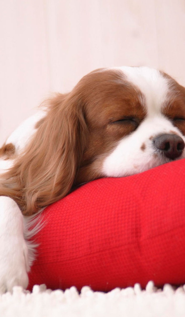 Время вздремнуть