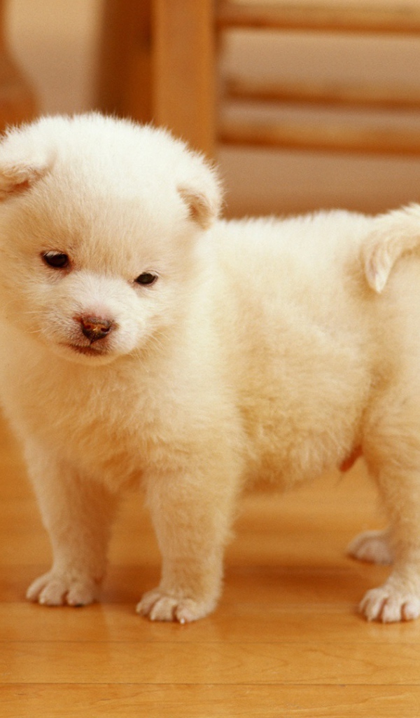 Очаровательный щенок