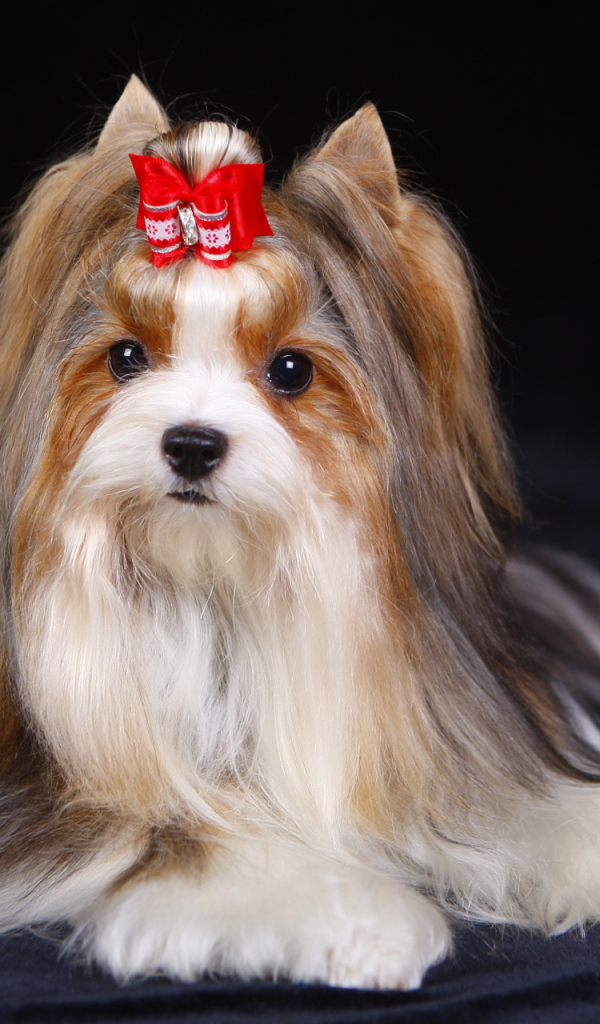 Милашка бивер йорк