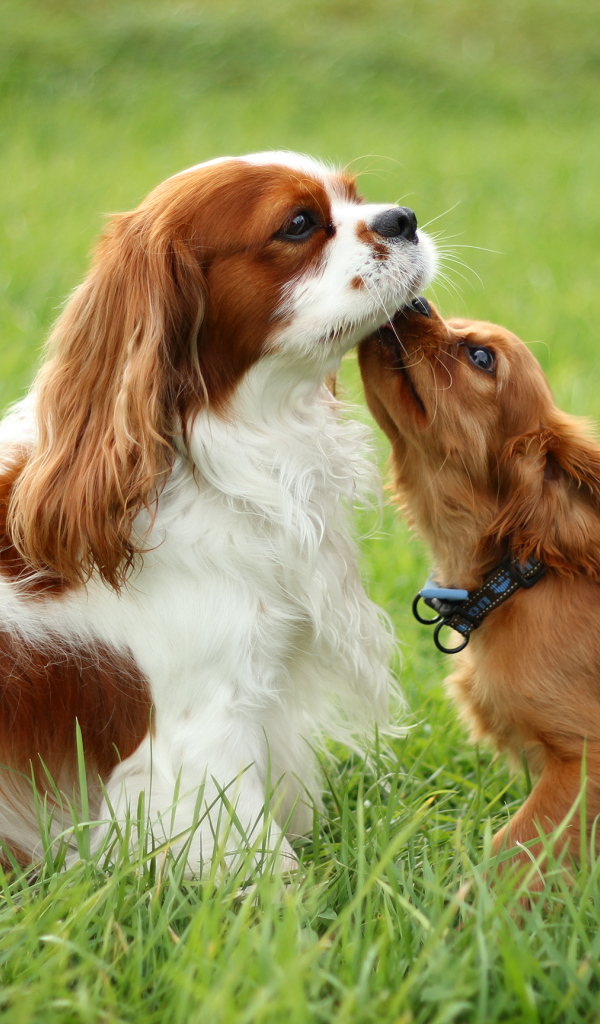 Милашки кавалер кинг чарльз спаниели