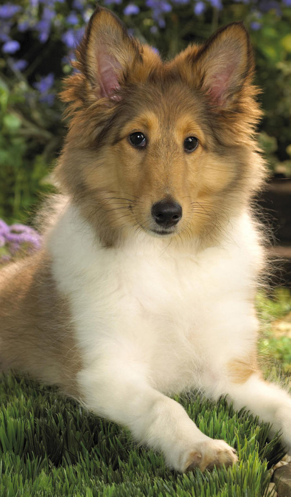 Милашка колли среди цветов