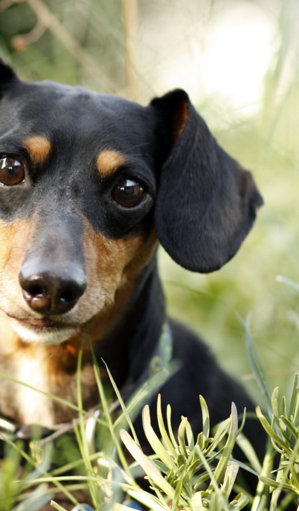 Милашка такса в траве