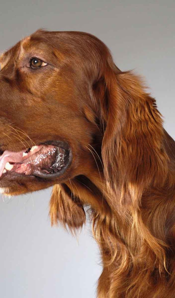 Милашка английский кокер спаниель