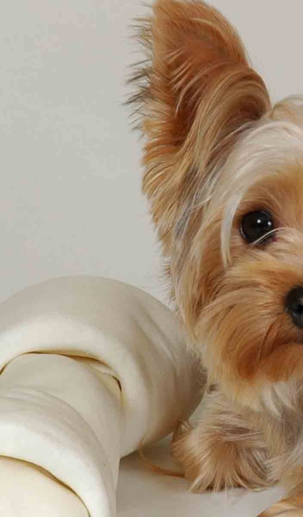 Милашка йоркширский терьер