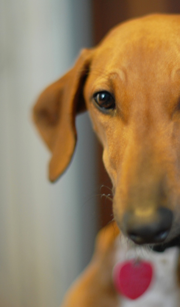 Милашка собака азавак