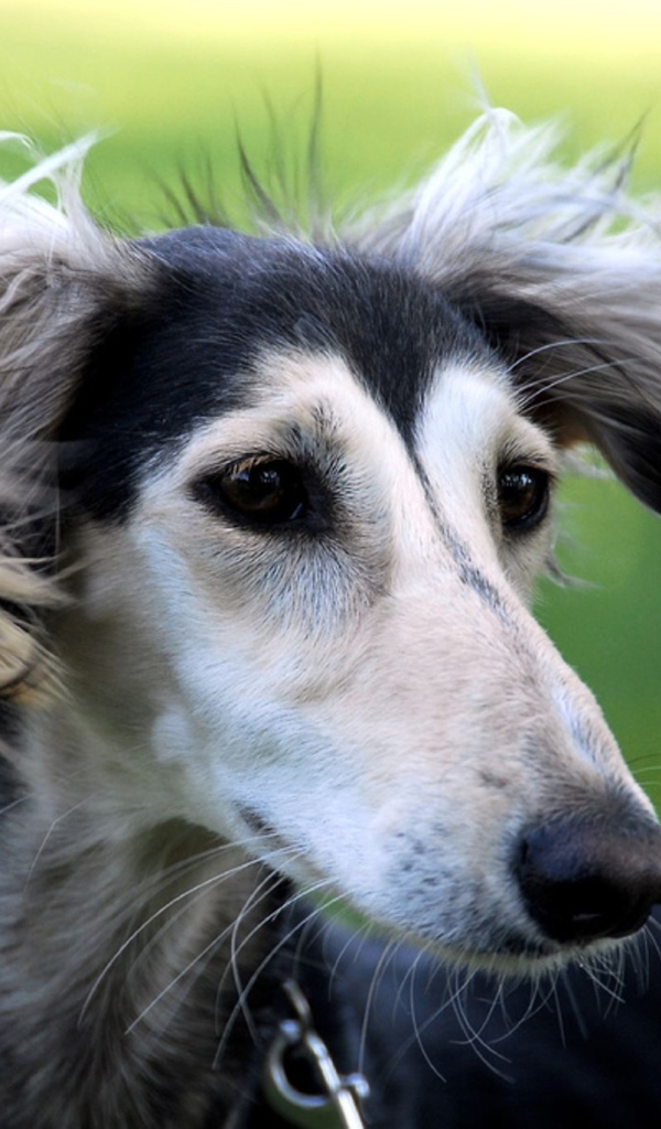 Милашка собака салюки