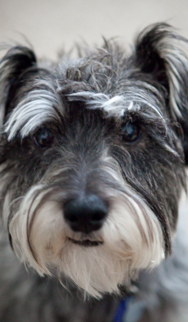 Милашка собака шнауцер