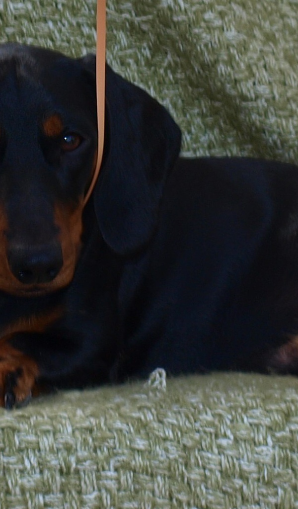 Собака такса на диване