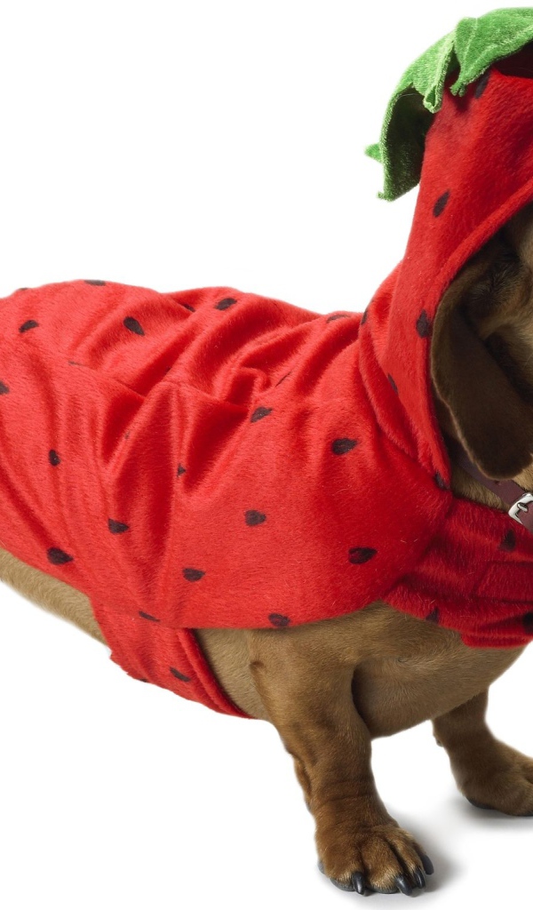 Такса в рождественском наряде