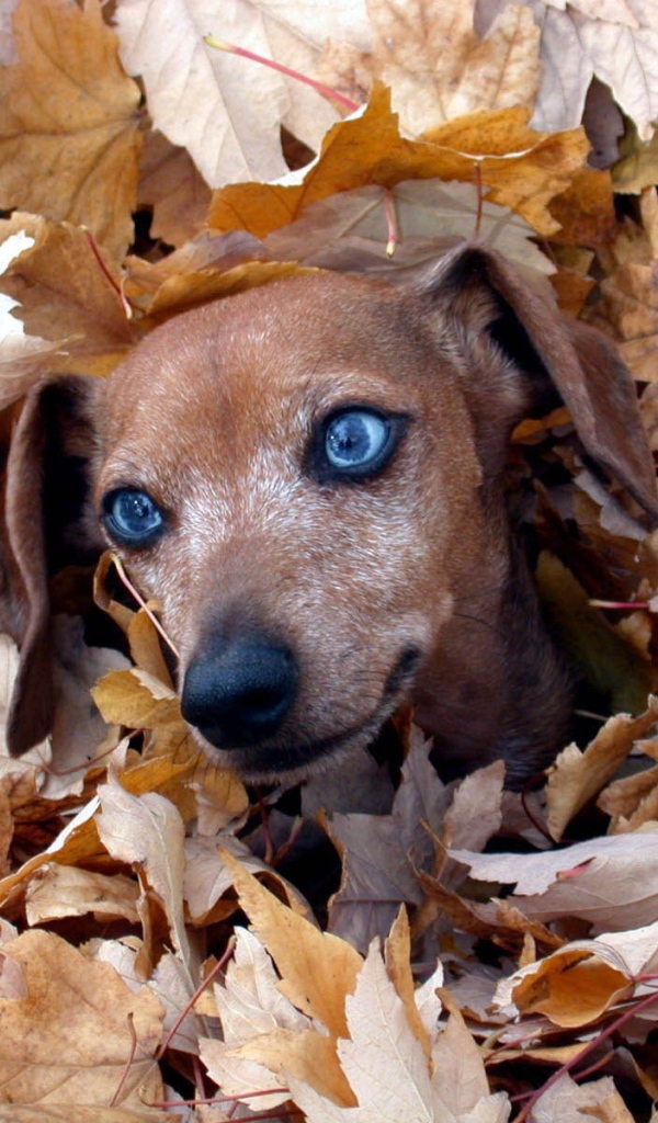 Такса в листве