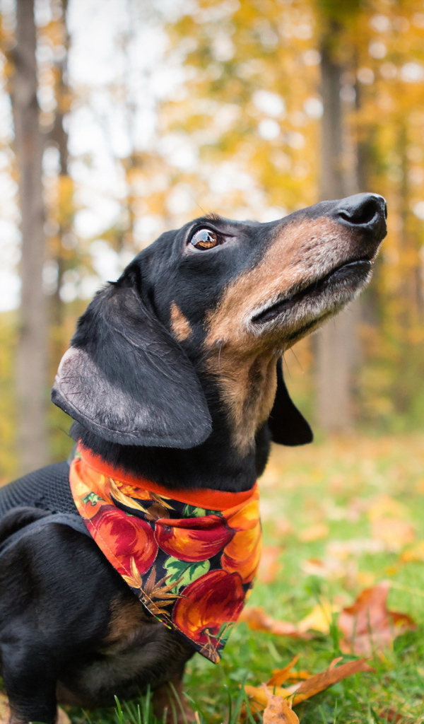 Такса в осеннем лесу