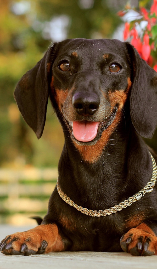 Такса лежит у цветка