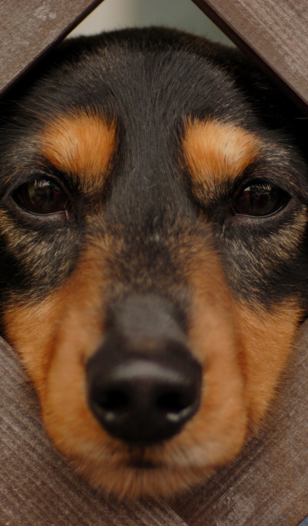 Такса смотрит сквозь прутья