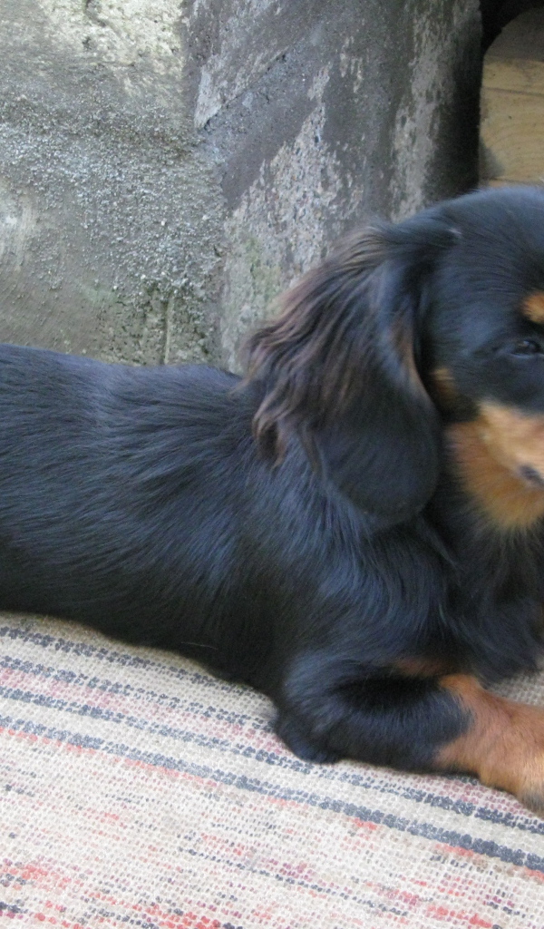 Такса лежит на подстилке