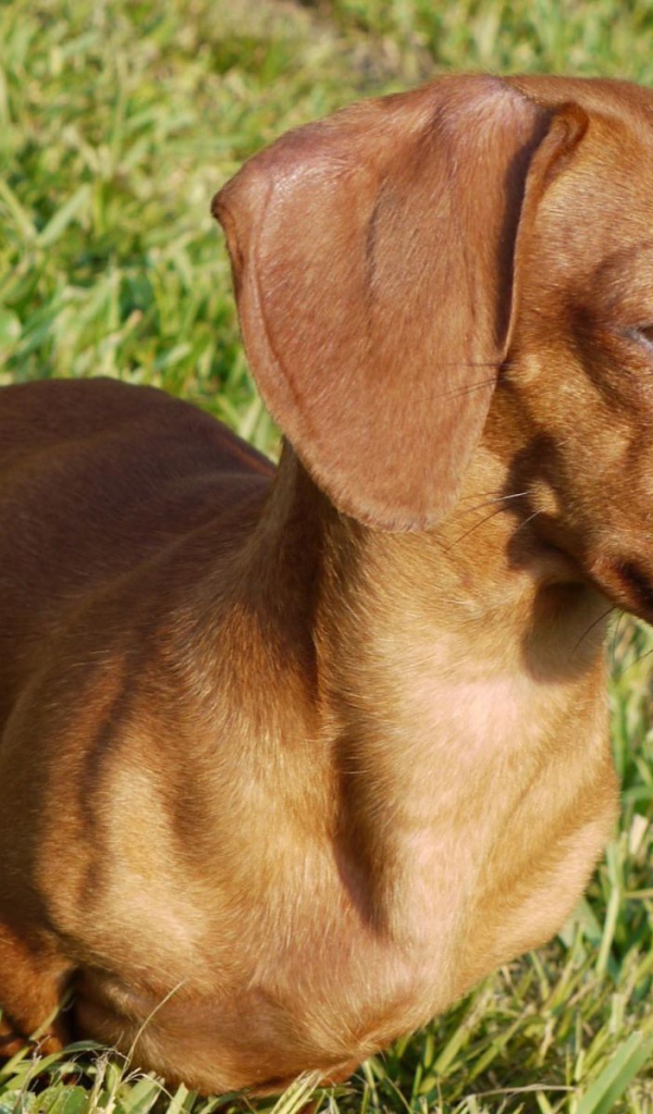 Такса на лугу