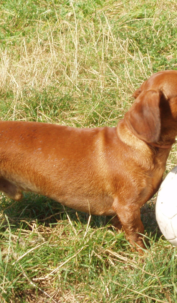 Такса играет в футбол