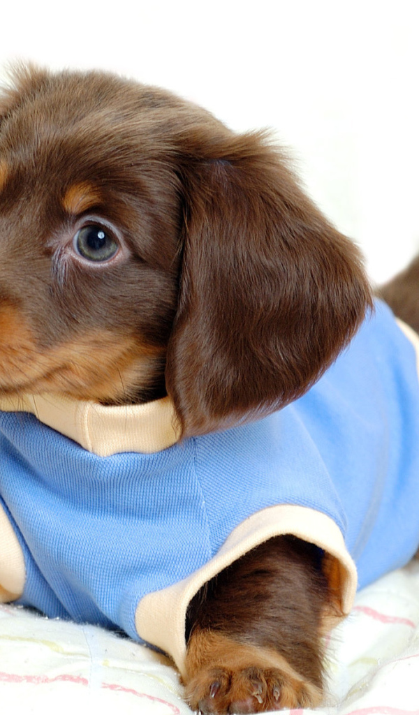 Щенок таксы в голубом комбинезоне