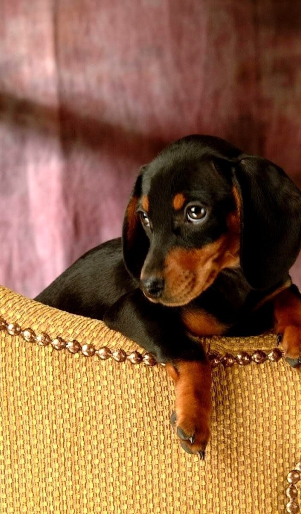 Такса сидит на кресле