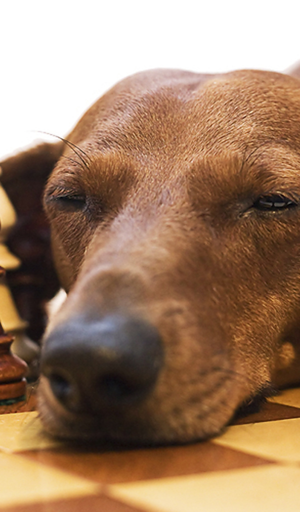 Такса спит среди шахмат