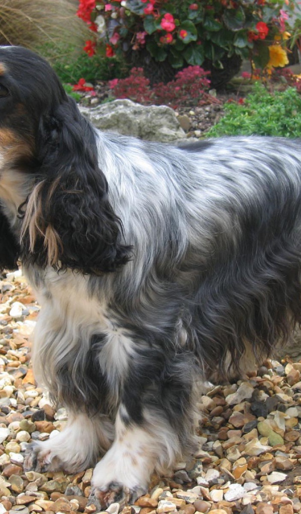 Темный окрас английского кокер спаниеля