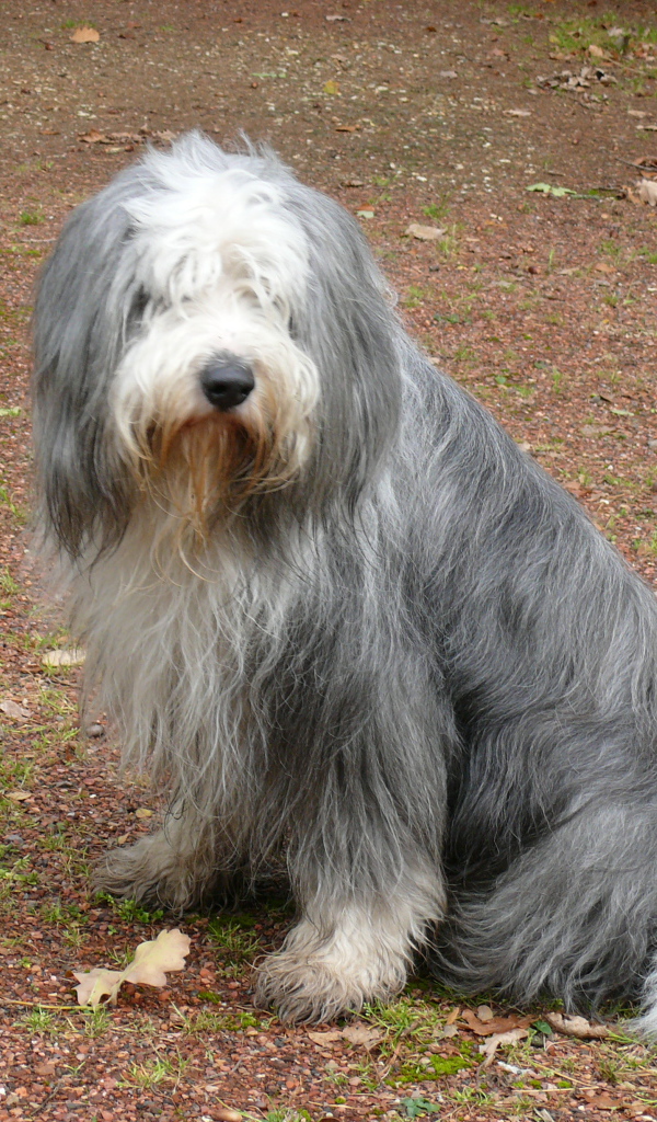 Темный окрас бобтейла