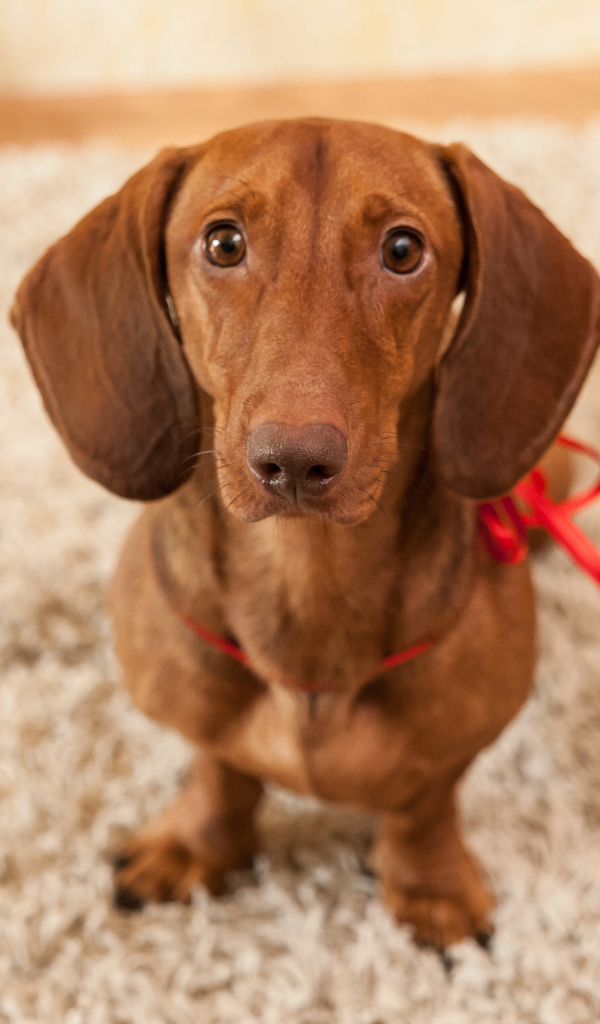 Провинившаяся такса на ковре