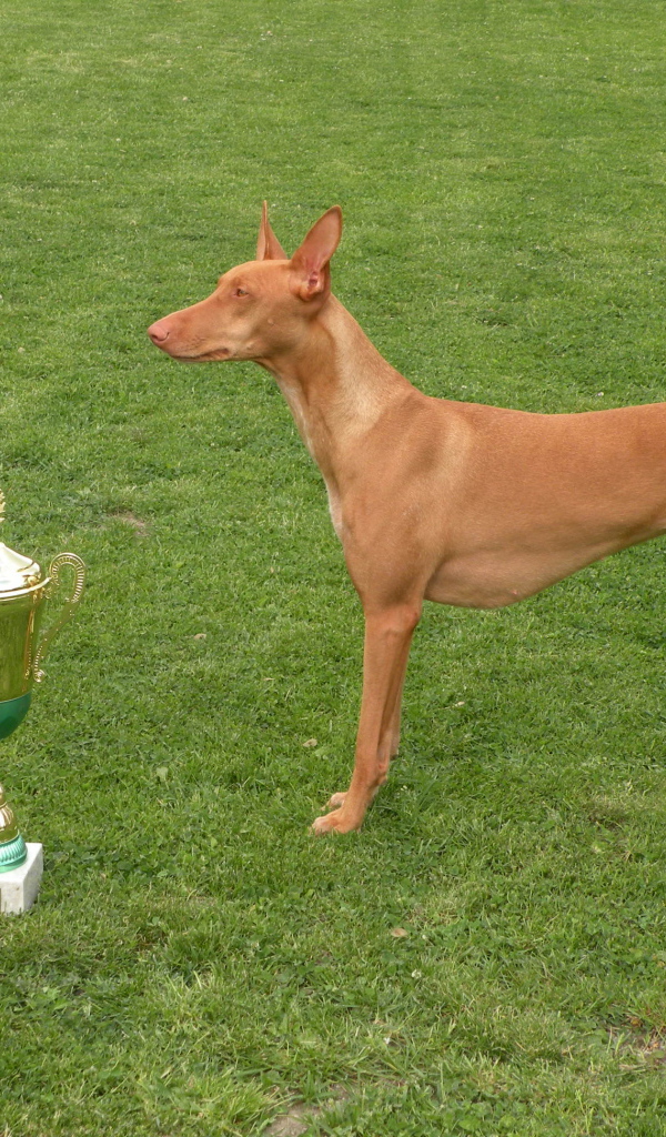 Заслуженная награда фараоновой собаки