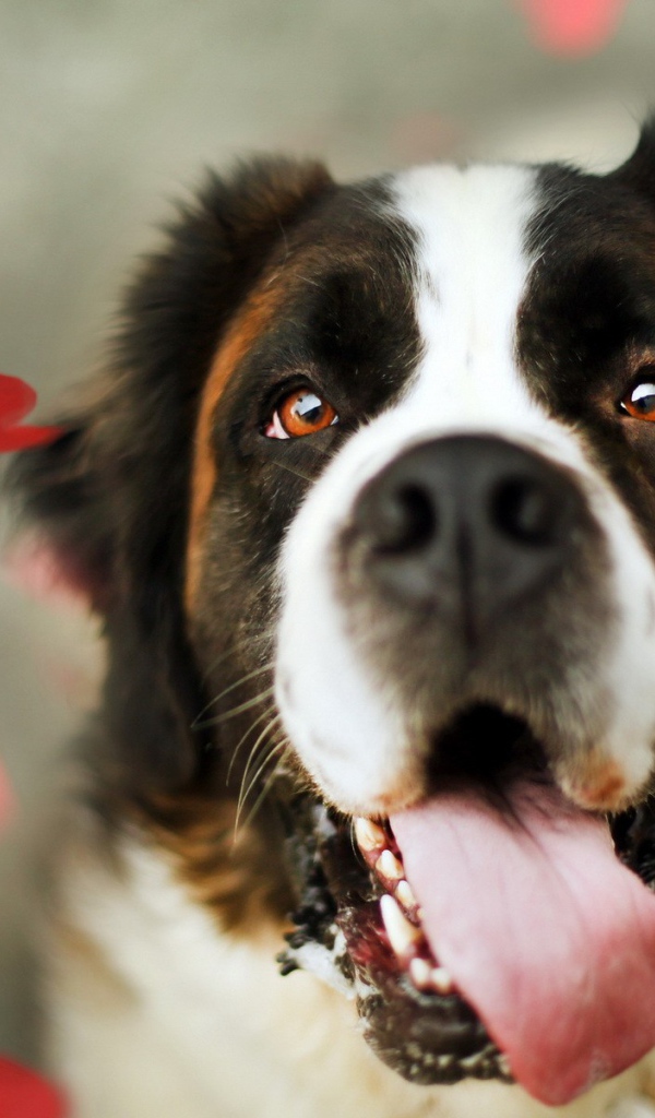 Преданный взгляд собаки