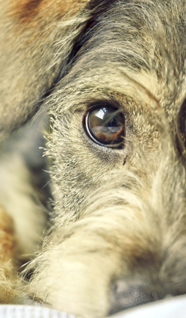 Преданный взгляд собаки