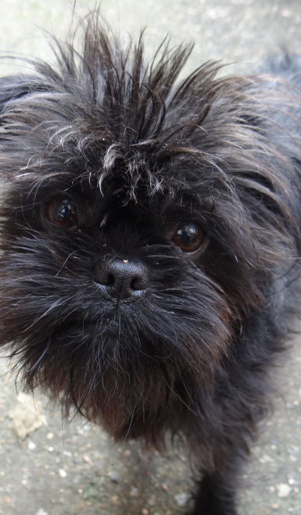 Преданный взгляд аффенпинчера