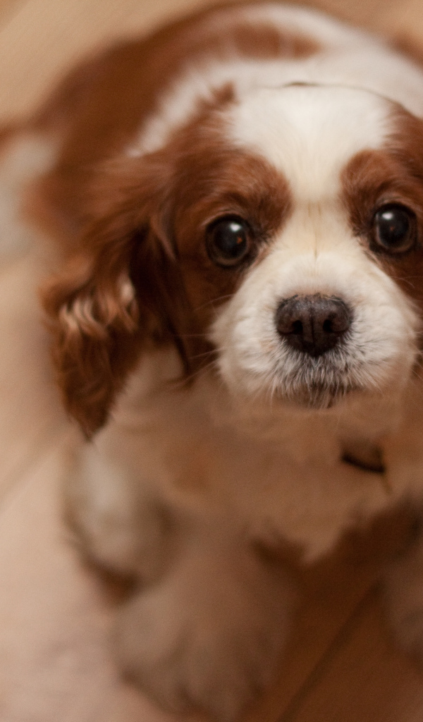 Преданный взгляд кавалер кинг чарльз спаниеля