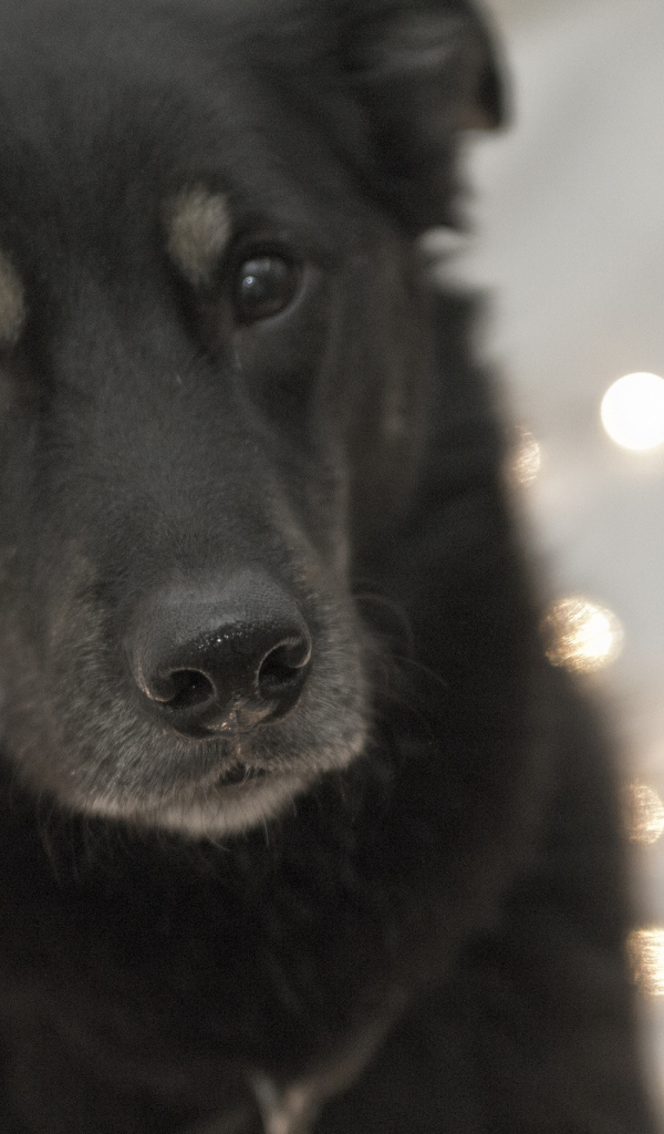 Преданный взгляд собаки чинук