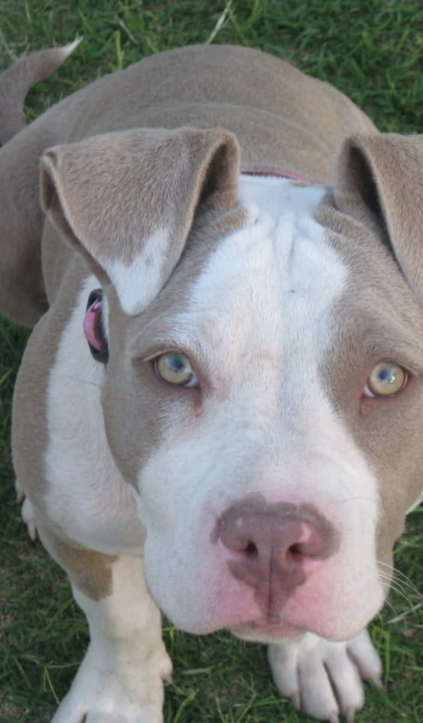 Преданный взгляд американского стаффордширского терьера