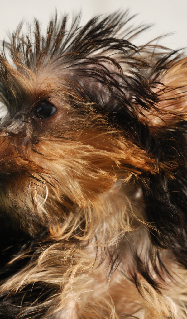 Взлохмаченный йоркширский терьер