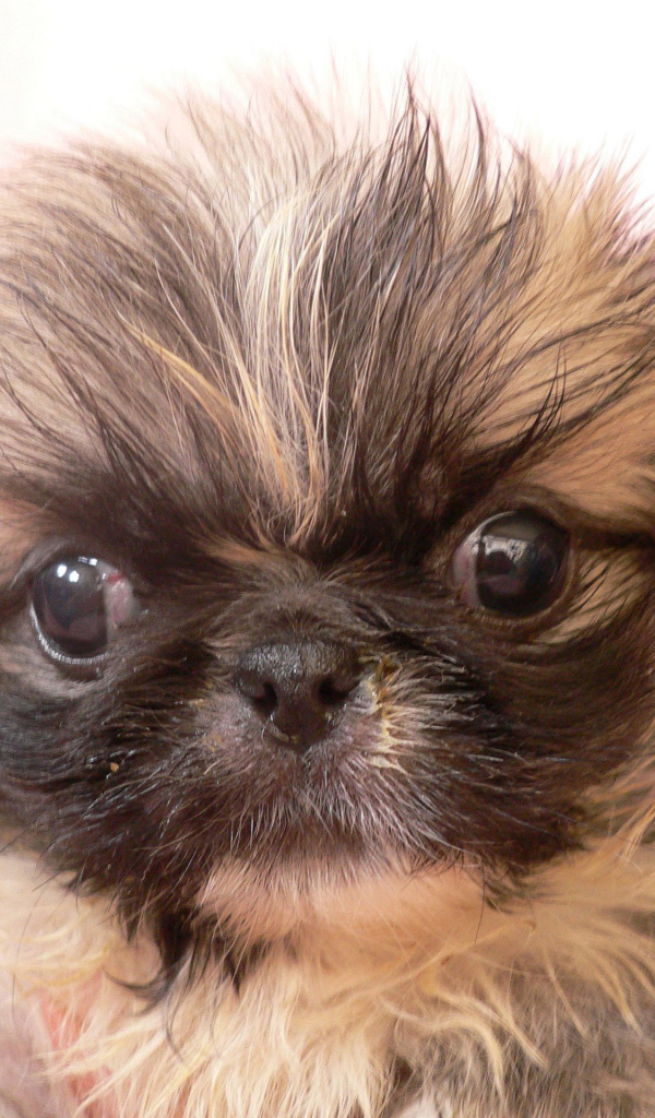 Взлохмаченный малыш пекинес