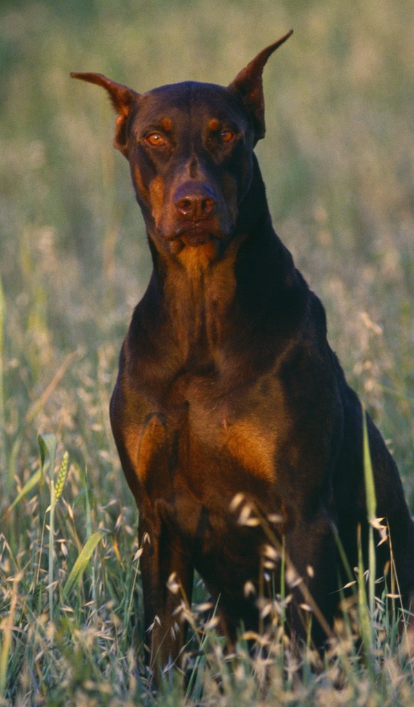Доберман среди полевой травы