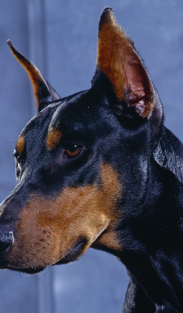 Голова добермана на синем фоне