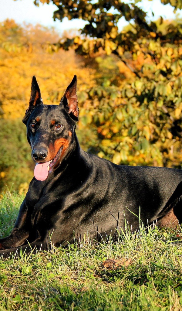 Доберман в лесу